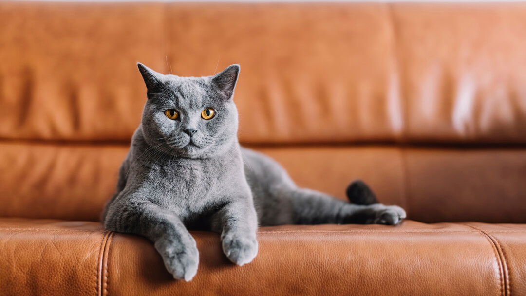 Keep cats from scratching 2024 sofa